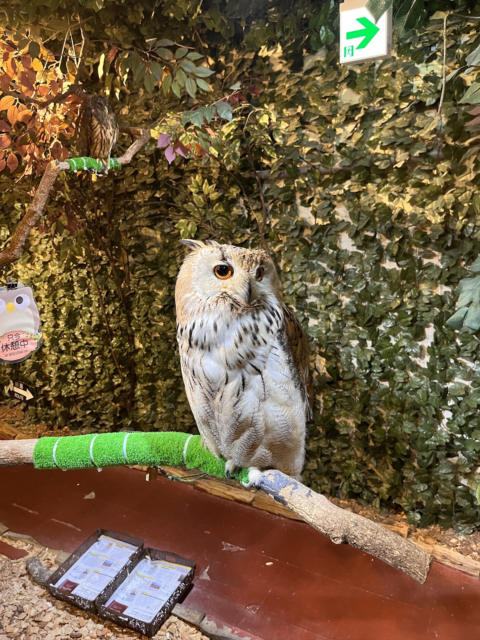 An owl in Kyoto