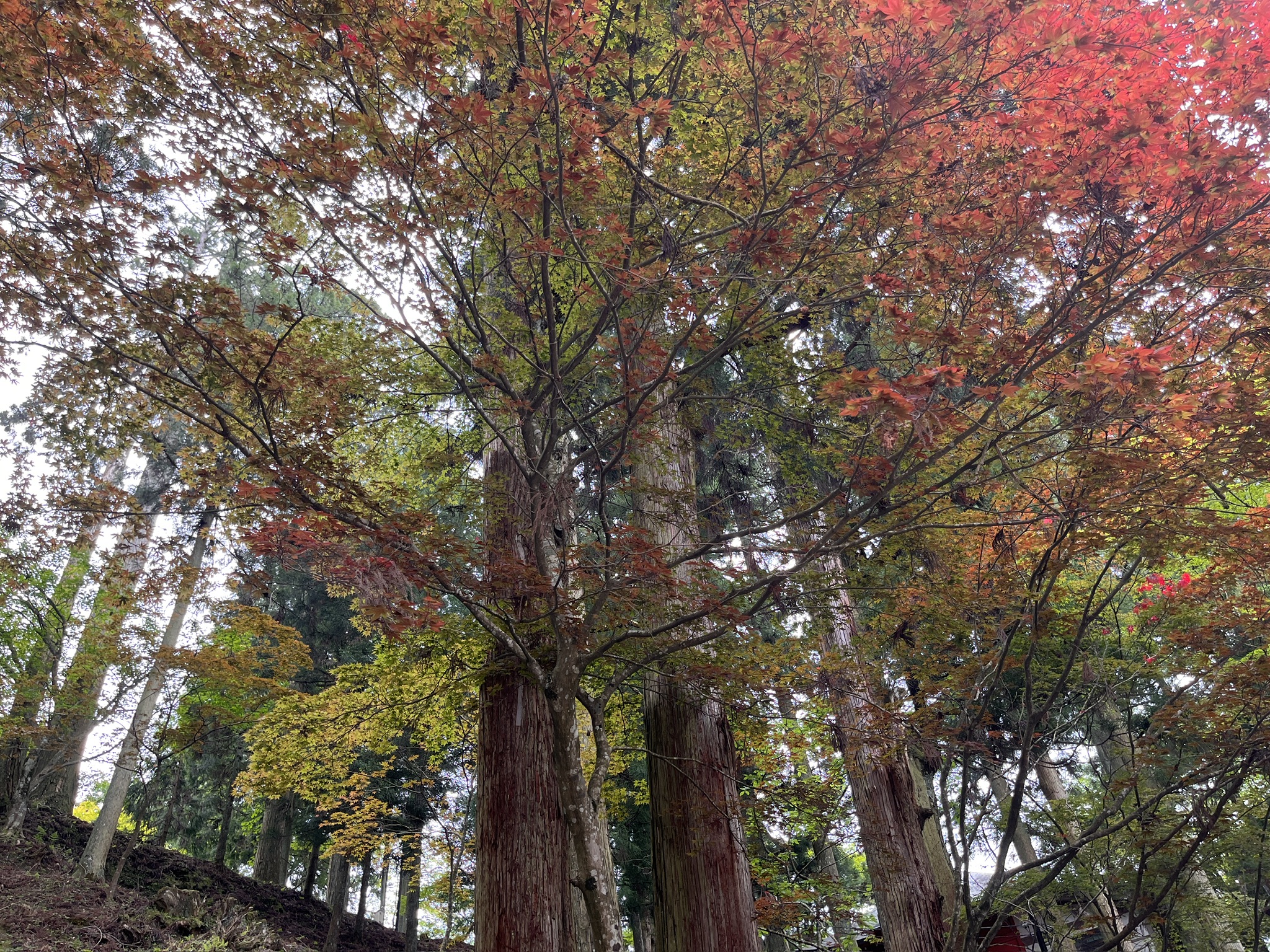 Enryaku-ji on Mount Hiei