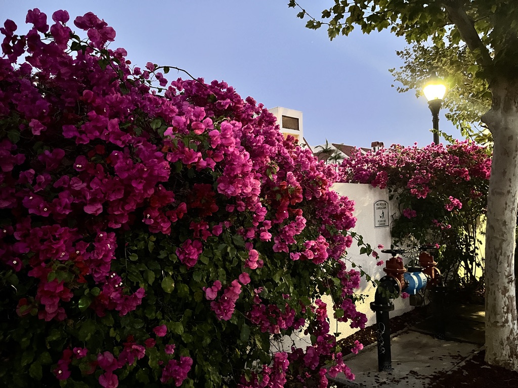 Flowers by the street