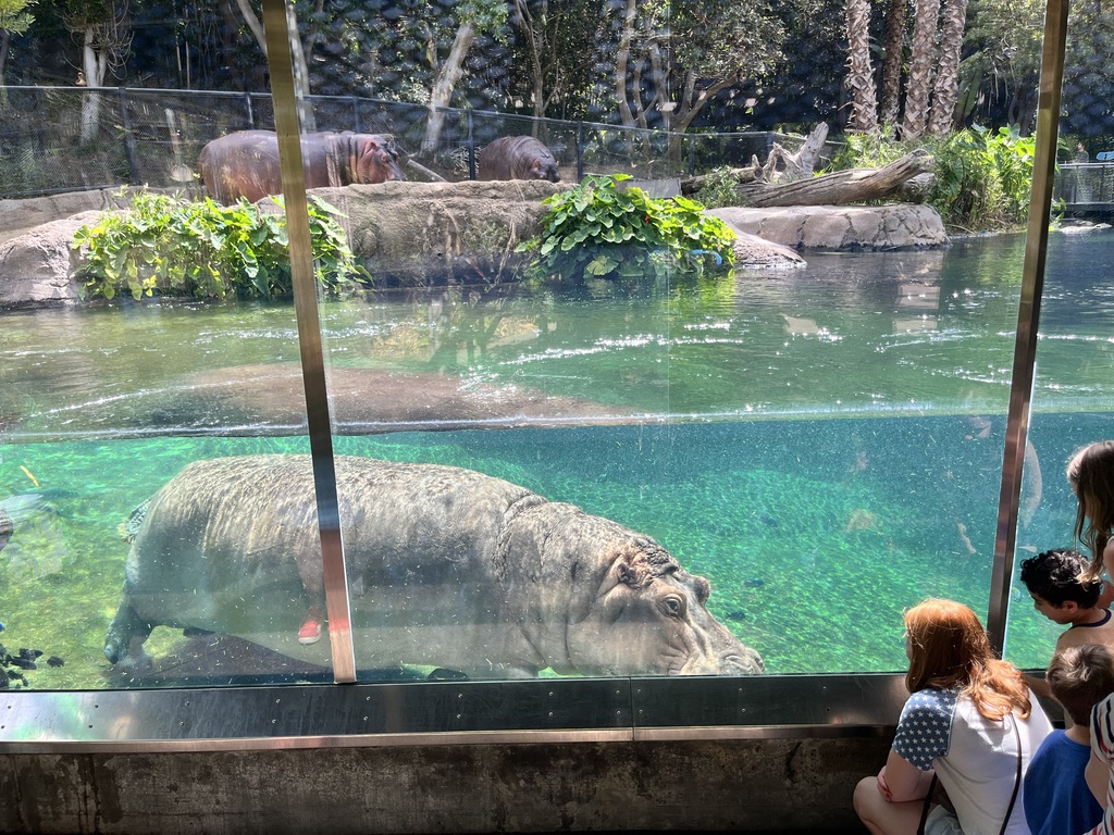 Such a big hippo